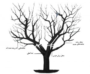 سربرداری درخت 